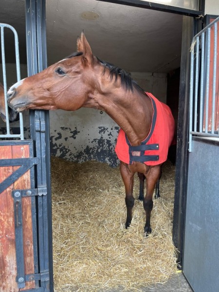 Herbb Bamboo Teddy Rug
