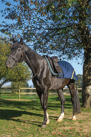 Herbb ® Exercise Blanket